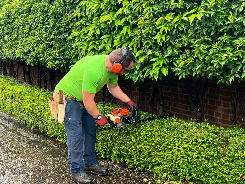 Heckenpflanzen von Garmundo: Die Perfekte Lösung für Ihren Garten